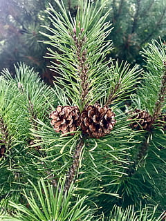 trees, tree, conifer, cones, pine, pine cones, nature, the beauty of nature, landscape, garden, flora, plant, pine cone, green color, growth, pine tree, no people, coniferous tree, pinaceae, beauty in nature, branch, day, leaf, focus on foreground, plant part, tranquility, close-up, needle - plant part, outdoors, 4K, CC0, public domain, royalty free