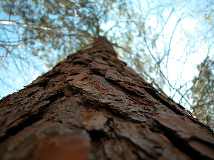 albero, tronco, struttura, macro, vista, cielo, paesaggio, foresta, all'aperto, ambiente, Inquadratura dal basso, pianta, tronco d'albero, strutturato, natura, nessuno, ruvido, giorno, messa a fuoco selettiva, avvicinamento, ramo, abbaiare, corteccia vegetale, bellezza nella natura, Marrone, albero nudo, direttamente sotto, effetto strutturato, 2K, CC0, dominio pubblico, privo di copyright
