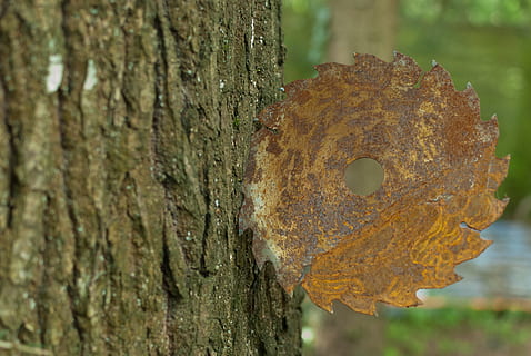 arbre, tronc, escorça, fulla, circular, òxid, naturalesa, fusta, arbres, verd, tronc de l'arbre, textura, centrar-se en primer pla, planta, primer pla, dia, cap gent, aspre, material de fusta, metall, a l'aire lliure, forat, resistent, molsa, enfocament selectiu, terra, liquen, 4K, CC0, domini públic, lliure de regalies