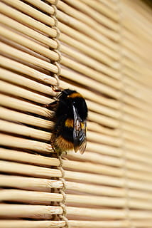 ผึ้ง, bumblebee, pollinator, ใกล้ชิด, สัตว์หนึ่งตัว, ธีมสัตว์, สัตว์, สัตว์ป่า, แมลง, สัตว์ในป่า, สัตว์ที่ไม่มีกระดูกสันหลัง, ไม่มีคน, แบบแผน, วัน, ผ้าม่าน, ธรรมชาติ, ในบ้าน, มีกระดูกสันหลัง, ปีกสัตว์, โลหะ, มุ่งเน้นไปที่เบื้องหน้า, 5K, CC0, โดเมนสาธารณะ, ค่าลิขสิทธิ์ฟรี