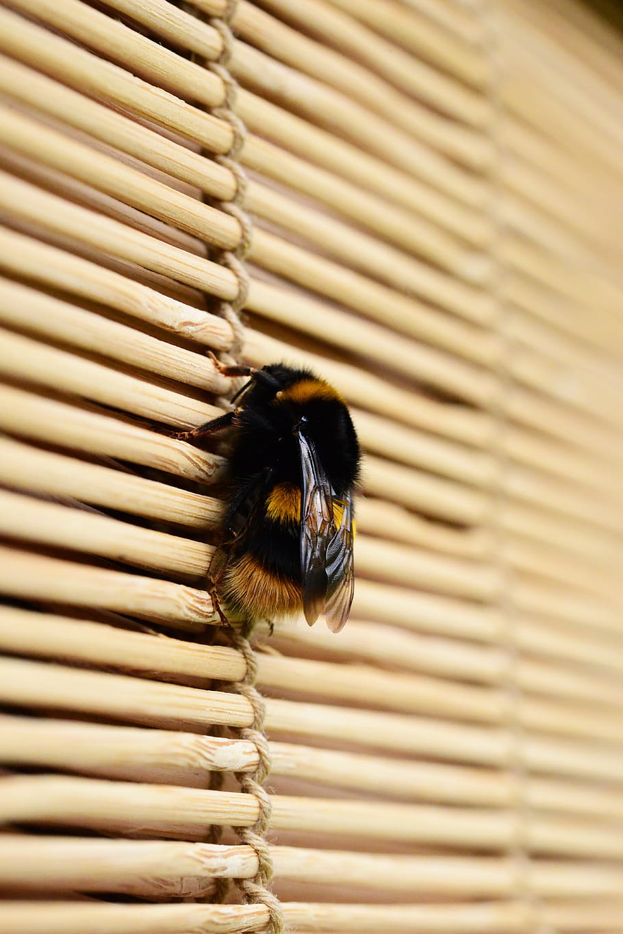 ape, bombo, impollinatore, avvicinamento, un animale, temi animali, animale, fauna selvatica, insetto, animali allo stato selvatico, invertebrato, nessuno, modello, giorno, persiane, natura, in casa, vertebrato, ala animale, metallo, concentrarsi sulle conoscenze acquisite, 5K