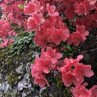 azalea, flors, primavera, flor, planta amb flors, planta, color rosa, vulnerabilitat, fragilitat, frescor, bellesa a la natura, creixement, pètal, inflorescència, primer pla, cap de flor, cap gent, naturalesa, dia, botànica, a l'aire lliure, pol·len, Ram de flors, flor de cirerer, cirerer, 2K, CC0, domini públic, lliure de regalies