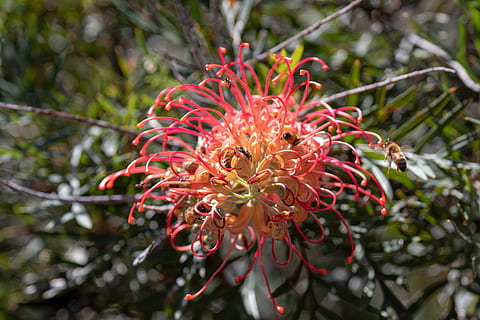 Biene, Bienen, Natur, Baum, Flora, Blatt, Jahreszeit, Pflanze, Wachstum, Schönheit in der Natur, Blume, blühende Pflanze, Nahansicht, Verletzlichkeit, Zerbrechlichkeit, Frische, rot, Fokus auf den Vordergrund, Tag, keine Leute, Blütenblatt, Ast, Blütenstand, draußen, selektiver Fokus, Blütenkopf, Frühling, 5K, CC0, gemeinfrei, lizenzfrei