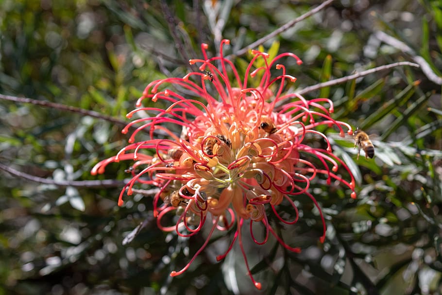 Biene, Bienen, Natur, Baum, Flora, Blatt, Jahreszeit, Pflanze, Wachstum, Schönheit in der Natur, Blume, blühende Pflanze, Nahansicht, Verletzlichkeit, Zerbrechlichkeit, Frische, rot, Fokus auf den Vordergrund, Tag, keine Leute, Blütenblatt, Ast, Blütenstand, draußen, selektiver Fokus, Blütenkopf, Frühling, 5K