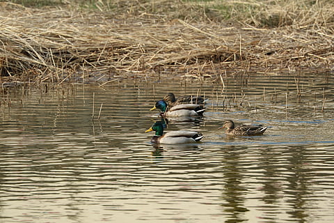anatra, sul fiume, acqua, lungomare, lago, vertebrato, animale, uccello, temi animali, animali allo stato selvatico, fauna selvatica, giorno, natura, nuoto, pollame, riflessione, gruppo di animali, increspato, all'aperto, uccello acquatico, 5K, CC0, dominio pubblico, privo di copyright