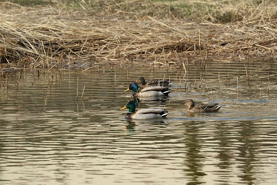 anatra, sul fiume, acqua, lungomare, lago, vertebrato, animale, uccello, temi animali, animali allo stato selvatico, fauna selvatica, giorno, natura, nuoto, pollame, riflessione, gruppo di animali, increspato, all'aperto, uccello acquatico, 5K