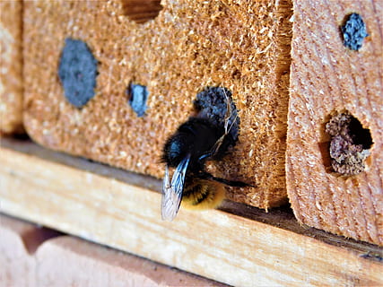 Hintergrund, Muster, Ornament, alt, Wand, Biene, Bienenhotel, einsame Biene, eigenbau, Hotel, Insekt, Natur, Frühling, Sommer-, Naturschutz, Holz, Box, Weinkiste, Blumen, Backstein, wunderschönen, , Entspannen Sie Sich, Garten, Honig, Imker, Mauerwerk, mach es selbst, Naturgarten, basteln, bauen, Bienenstock, Honigbienen, Fluginsekt, summen, Bienenzucht, fliegend, Honigproduktion, beschäftigte Biene, Feld voller Blumen, blühen, blütenmeer, blühender Zweig, frühlingsanfang, Frühlingserwachen, Bienen, Baum, Löwenzahn, Landschaft, Tier, Bienenwabe, Wespe, Hummel, Hornisse, Zimmermann Biene, Marienkäfer, Florfliege, Tierthemen, Tierwelt, ein Tier, Tiere in freier Wildbahn, wirbellos, Nahansicht, keine Leute, Holz - Material, Tag, Wandbau - Funktion, Fokus auf den Vordergrund, draußen, Wirbeltier, selektiver Fokus, texturiert, Honigbiene, 4K, CC0, gemeinfrei, lizenzfrei