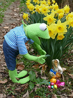 Pasqua, cerca, ous de Pasqua, niu de Pasqua, trobar, primavera, colorit, busqui ous, amagar-se, alegre, caramels, xocolata, deliciós, conill de Pasqua, figura, calories, conillets de xocolata, marca, jardí, kermit, granota, planta, ou de Pasqua, planta amb flors, naturalesa, flor, vista d’angle alt, representació, groc, una persona, frescor, representació animal, ou, celebració, dia, festa, menjar, a l'aire lliure, creixement, 4K, CC0, domini públic, lliure de regalies