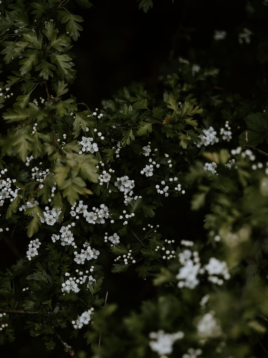 bílé květy, rostlina, květ, acanthaceae, vegetace, keř, apiaceae, strom, astra, váza, hrnčířství, hrnkové rostliny, sklenice, pták, zvíře, agelaius, kos, pelargónie, plantážník, zelená, kvetoucí rostlina, krása v přírodě, růst, křehkost, zranitelnost, svěžest, den, Příroda, nikdo, selektivní zaměření, venku, zaměřit se na popředí, klid, bílá barva, detail, okvětní lístek, zelená barva, květu hlavy, 8K