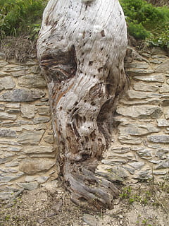 rot, tre, trerot, tre stubbe, gammel, parkere, stamme, anlegg, strukturert, dag, ingen folk, vekst, trestamme, natur, ujevn, nærbilde, utendørs, skog, bark, land, ro, fast, tre - materiale, mønster, naturlig mønster, steinvegg, 4K, CC0, offentlig domene, opphavsrett gratis
