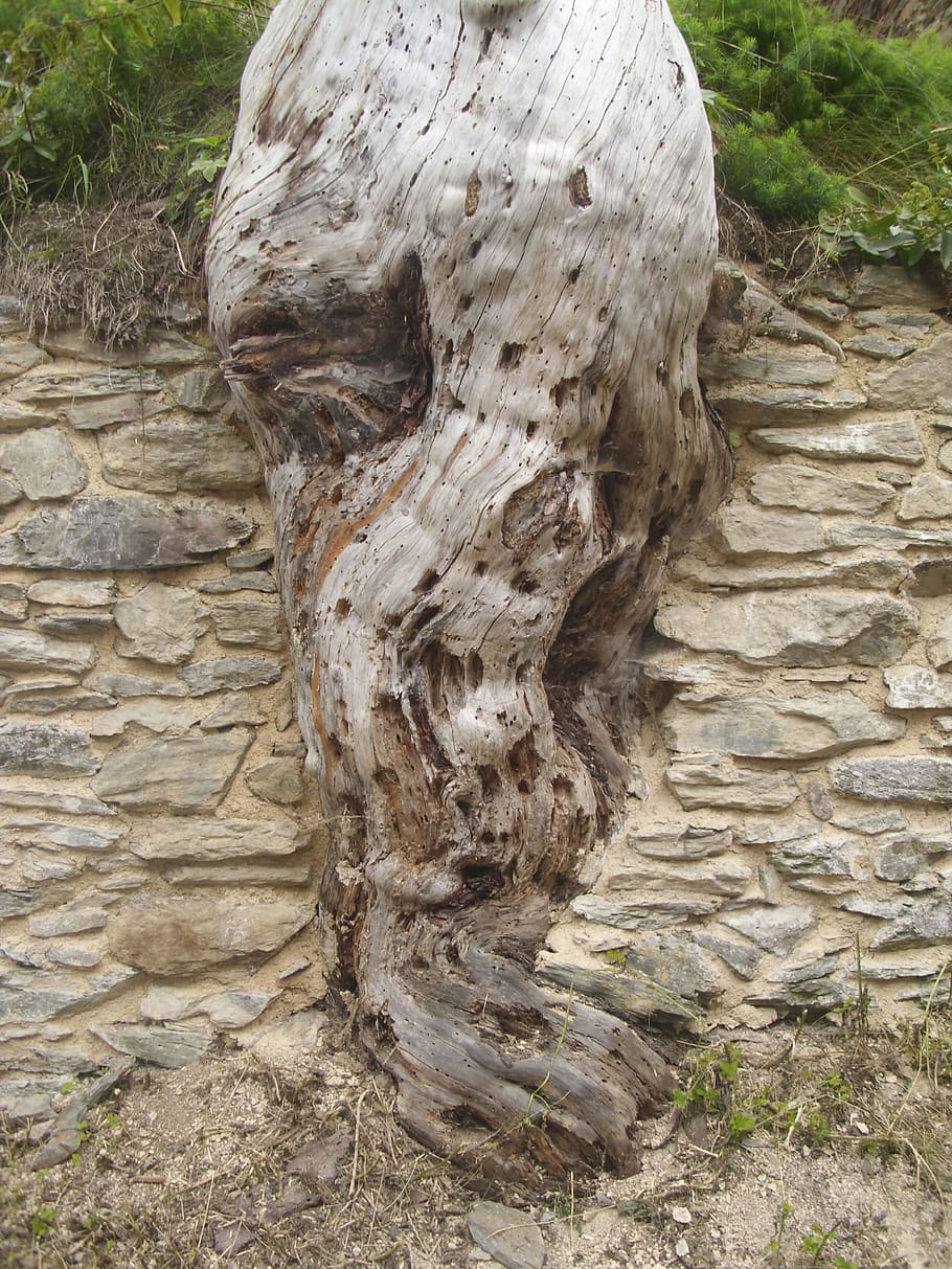 arrel, arbre, arrel de l’arbre, monstre de l'arbre, vell, parc, tribu, planta, textura, dia, cap gent, creixement, tronc de l'arbre, naturalesa, tronc, aspre, primer pla, a l'aire lliure, bosc, escorça, terra, tranquil·litat, sòlid, material de fusta, patró, patró natural, paret de pedra, 4K