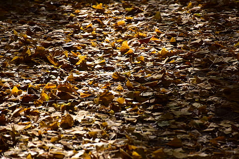 background, natural, texture, pattern, leaf, gingko tree, autumnal leaves, ground, wallpaper, full frame, nature, no people, plant part, backgrounds, day, change, dry, land, beauty in nature, falling, abundance, autumn, leaves, field, selective focus, sunlight, high angle view, outdoors, fall, 5K, CC0, public domain, royalty free