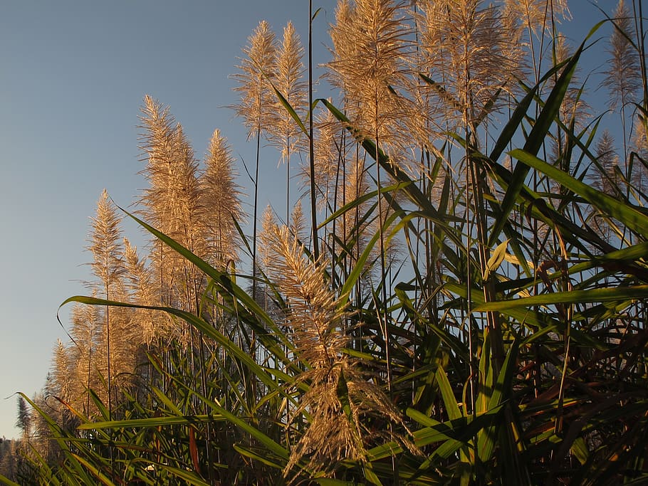 tijă, baston, liniștit, plantă, copac, creştere, nici o persoana, natură, zi, frumusețe în natură, cer, teren, în aer liber, liniște, vedere unghiulară joasă, Culoarea verde, scenă non-urbană, lumina soarelui, iarbă, pădure, cer senin, ramură, conifer, Brad, pini de pădure, 2K