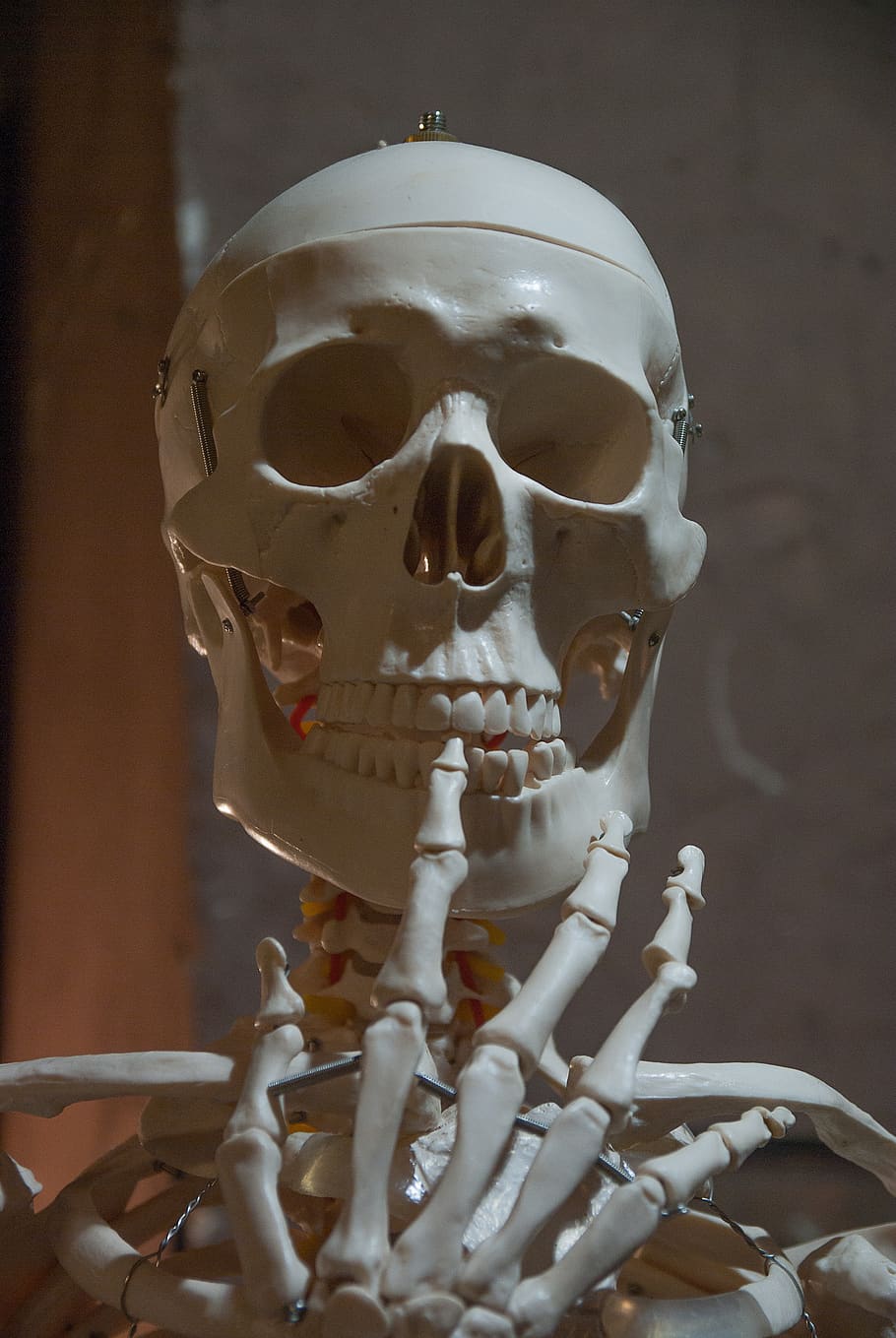 scheletro, osso, corpo umano, cranio, ossatura, scheletro umano, teschio umano, rappresentazione umana, osso umano, rappresentazione, parte del corpo umano, parte del corpo, spaventoso, avvicinamento, in casa, persone, arte e artigianato, paura, concentrarsi sulle conoscenze acquisite, natura morta, creatività, 4K