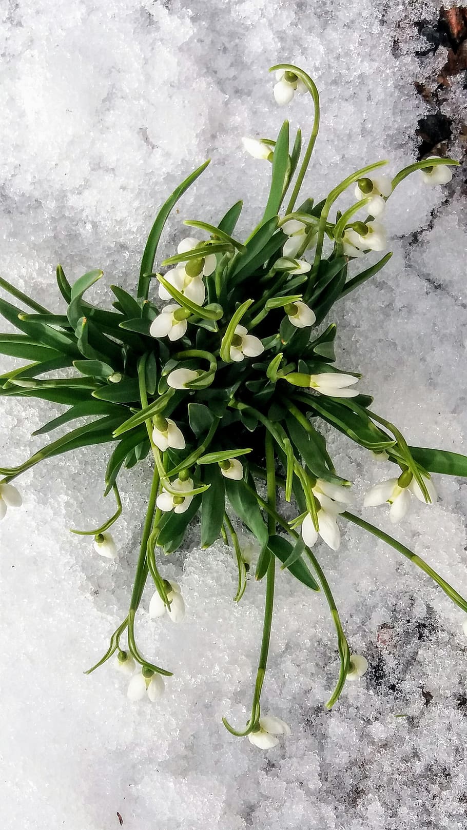 snowdrops, primavera, planta, naturalesa, color verd, full, frescor, creixement, cap gent, part de la planta, bellesa a la natura, vista d’angle alt, primer pla, flor, planta amb flors, dia, a l'aire lliure, Color blanc, fragilitat, vulnerabilitat, menjar, neu, 4K