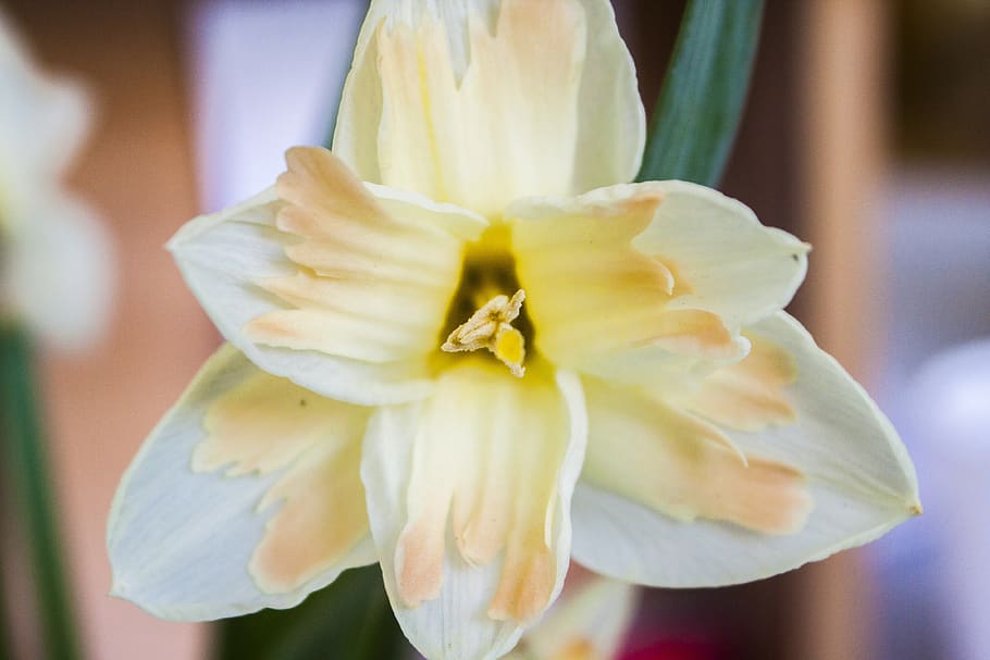 flor, narcisos, primavera, primer pla, planta amb flors, frescor, pètal, vulnerabilitat, planta, fragilitat, cap de flor, bellesa a la natura, inflorescència, centrar-se en primer pla, creixement, naturalesa, cap gent, dia, groc, a l'aire lliure, narcís, iris - planta, 4K