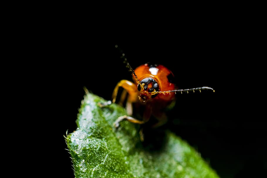 green, leaf, blur, dark, beetle, bug, one animal, black background, close-up, animal wildlife, invertebrate, insect, animal themes, animal, studio shot, animals in the wild, no people, plant part, nature, green color, selective focus, copy space, animal body part, macro, arthropod, animal eye, 5K
