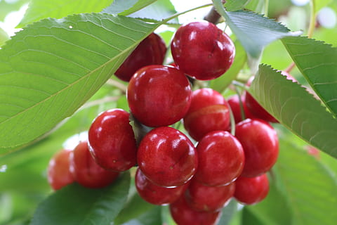 cirera, verd, full, part de la planta, menjar i beguda, menjar, frescor, alimentació saludable, vermell, primer pla, planta, fruita, creixement, naturalesa, color verd, madur, benestar, arbre, dia, cap gent, centrar-se en primer pla, agricultura, a l'aire lliure, 5K, CC0, domini públic, lliure de regalies