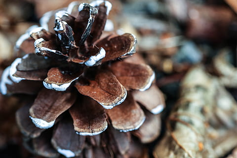 pinecone, pobūdį, makro, Iš arti, ruda, didelė objektų grupė, maisto, Maistas ir gėrimai, gausa, atrankinis dėmesys, nėra žmonių, sutelkti dėmesį į naujas žinias, dieną, visą kadrą, patalpose, šviežumas, kamino, natiurmortas, modelį, medis, fonas, užkandis, 5K, CC0, Viešasis domenas, nemokamai