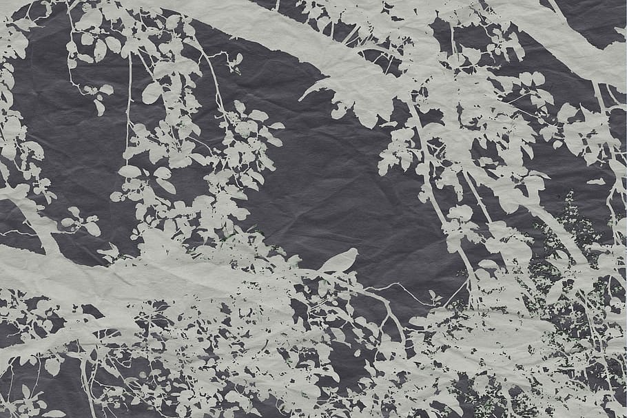 vela, efecte, ocell, branca, vector, naturalesa, arbre, branques, estètic, deco, paper, decoració, part de la planta, full, cap gent, marc complet, dia, primer pla, creixement, planta, bellesa a la natura, patró, a l'aire lliure, heura, funció de construcció de parets, planta enredadera, fons, estructura construïda, arquitectura, fulles, motiu floral, 1080P
