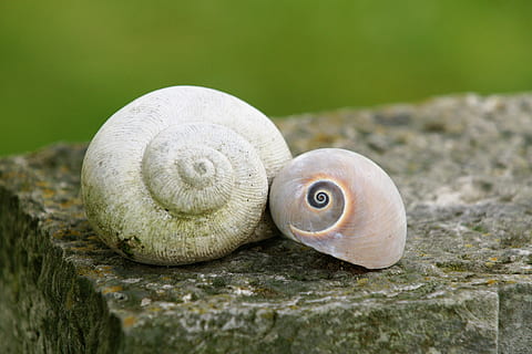 cargols, shell, parell, cargols de cargol, duo, animal, primer pla, fauna animal, temes d'animals, mol·lusc, cap gent, closca d’animals, espiral, naturalesa, animals a la natura, invertebrat, gasteròpode, dia, cargol, un animal, a l'aire lliure, centrar-se en primer pla, sòlid, planta, marí, 4K, CC0, domini públic, lliure de regalies