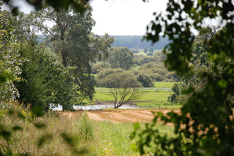 podlaski, průlom, Chyba, strom, rostlina, růst, zelená barva, Příroda, klid, den, klidné scény, krása v přírodě, nikdo, krajina, scenics - příroda, venku, nebe, pole, slunečního světla, životní prostředí, zaměřit se na pozadí, selektivní zaměření, přistát, 4K, CC0, veřejná doména, bez autorských práv