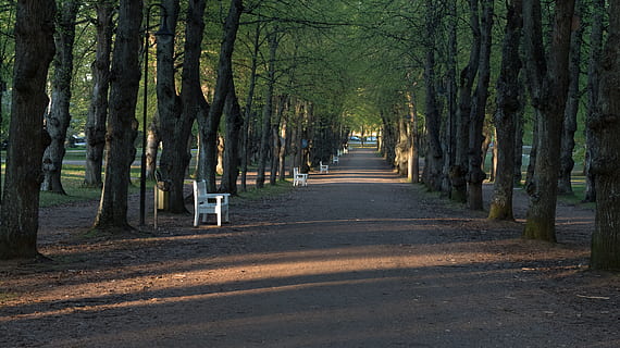 spring, sunset, park, tree, plant, the way forward, direction, tree trunk, trunk, diminishing perspective, growth, nature, tranquility, land, treelined, forest, beauty in nature, road, day, transportation, tranquil scene, no people, outdoors, woodland, 4K, CC0, public domain, royalty free