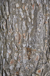 latido, árvore, rude, logo in, padronizar, quadro completo, origens, ninguém, texturizado, fechar-se, sólido, natureza, ao ar livre, arquitetura, Rocha, close-up extremo, estrutura construída, dia, rock - objeto, cinzento, recurso de construção de parede, padrão natural, tronco de árvore, efeito texturizado, 4K, CC0, domínio público, royalty free