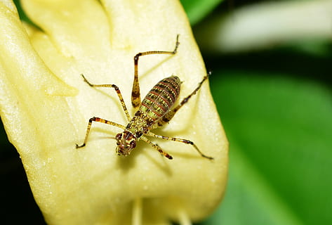 insectos, saltamontes, Grillo, temas de animales, insecto, invertebrado, un animal, fauna animal, animales en la naturaleza, animal, de cerca, nadie, color verde, artrópodo, día, arácnido, planta, naturaleza, centrarse en primer plano, parte del cuerpo del animal, enfoque selectivo, fragilidad, araña, flor, 2K, CC0, dominio público, libre de derechos