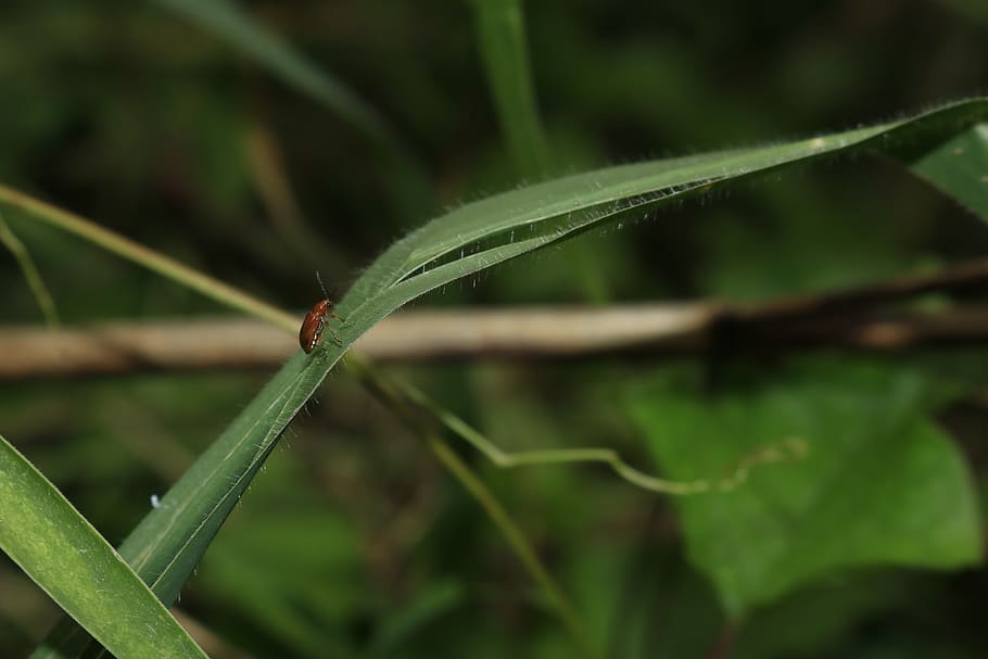 escarabat, fulla verda, coll, invertebrat, insecte, color verd, temes d'animals, animal, un animal, planta, fauna animal, primer pla, animals a la natura, part de la planta, centrar-se en primer pla, full, creixement, naturalesa, cap gent, dia, a l'aire lliure, enfocament selectiu, bellesa a la natura, fulla d'herba, 5K