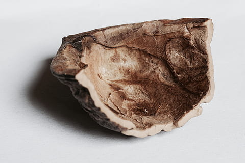 Nussbaum, Makro, Studioaufnahme, weißer Hintergrund, Essen und Trinken, drinnen, einzelnes Objekt, Lebensmittel, Stillleben, Nahansicht, keine Leute, Frische, ausgeschnitten, braun, Mineral, Wohlbefinden, Geologie, gesundes Essen, grau, direkt darüber, fertig für den Verzehr, Snack, 5K, CC0, gemeinfrei, lizenzfrei
