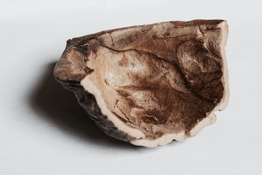 Nussbaum, Makro, Studioaufnahme, weißer Hintergrund, Essen und Trinken, drinnen, einzelnes Objekt, Lebensmittel, Stillleben, Nahansicht, keine Leute, Frische, ausgeschnitten, braun, Mineral, Wohlbefinden, Geologie, gesundes Essen, grau, direkt darüber, fertig für den Verzehr, Snack, 5K