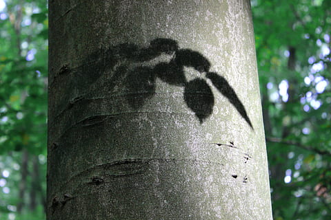 log, beech, shadow, leaves, deciduous tree, tree, tree trunk, trunk, plant, nature, forest, focus on foreground, outdoors, no people, day, land, emotion, growth, sunlight, close-up, positive emotion, black color, love, plant bark, textured, 5K, CC0, public domain, royalty free