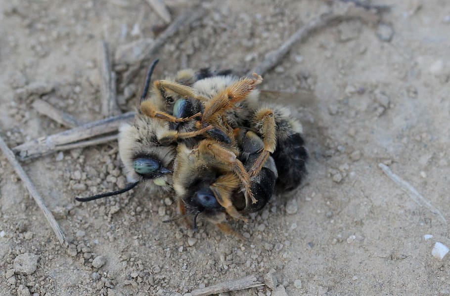 včela, divoký, boj, insecta, zvířat, zvíře, zvířata ve volné přírodě, jednoho zvířete, vysoký úhel pohledu, hmyz, bezobratlý, den, nikdo, Příroda, savec, detail, venku, mladé zvíře, část těla zvířete, obratlovců, 1080P