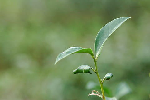 leaf, tree, tea, bent two-leaf, growth, plant, beauty in nature, green color, plant part, close-up, focus on foreground, beginnings, vulnerability, nature, fragility, freshness, no people, day, new life, bud, flower, flowering plant, outdoors, 5K, CC0, public domain, royalty free