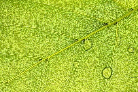 spring, leaf, macro, green, structure, beech, plant part, green color, leaf vein, backgrounds, full frame, close-up, plant, no people, beauty in nature, nature, pattern, growth, outdoors, textured, natural pattern, botany, extreme close-up, day, textured effect, 4K, CC0, public domain, royalty free