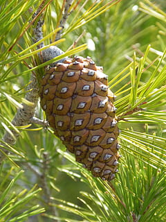 ananas, pin, chaloupe, plante, croissance, la nature, fermer, couleur verte, journée, personne, beauté dans la nature, arbre, se concentrer sur le premier plan, en plein air, feuille, partie de la plante, tranquillité, lumière du soleil, marron, aliments, pomme de pin, motif naturel, Nourriture et boisson, conifère, 4K, CC0, domaine public, libre de droits