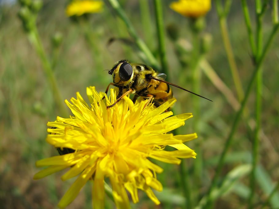 volar, abella, insecte, flors, dent de lleó, estiu, prat, colors, groc, macro, flor, planta amb flors, fragilitat, animal, temes d'animals, invertebrat, planta, bellesa a la natura, vulnerabilitat, animals a la natura, pètal, fauna animal, creixement, frescor, un animal, cap de flor, primer pla, inflorescència, cap gent, polinització, pol·len, a l'aire lliure, 1080P