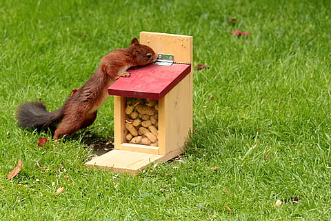 สัตว์, กระรอก, Sciurus, หาอาหาร, กล่องฟีด, ถั่ว, หญ้า, ธีมสัตว์, ปลูก, เลี้ยงลูกด้วยนม, สนาม, ธรรมชาติ, สัตว์หนึ่งตัว, ไม่มีคน, สีเขียว, ที่ดิน, มีกระดูกสันหลัง, สัตว์ป่า, วัน, สัตว์ในป่า, กล่อง, กลางแจ้ง, ที่ใช้ฟันแทะ, กล่อง - ตู้คอนเทนเนอร์, ไม้ - วัสดุ, 1080P, CC0, โดเมนสาธารณะ, ค่าลิขสิทธิ์ฟรี