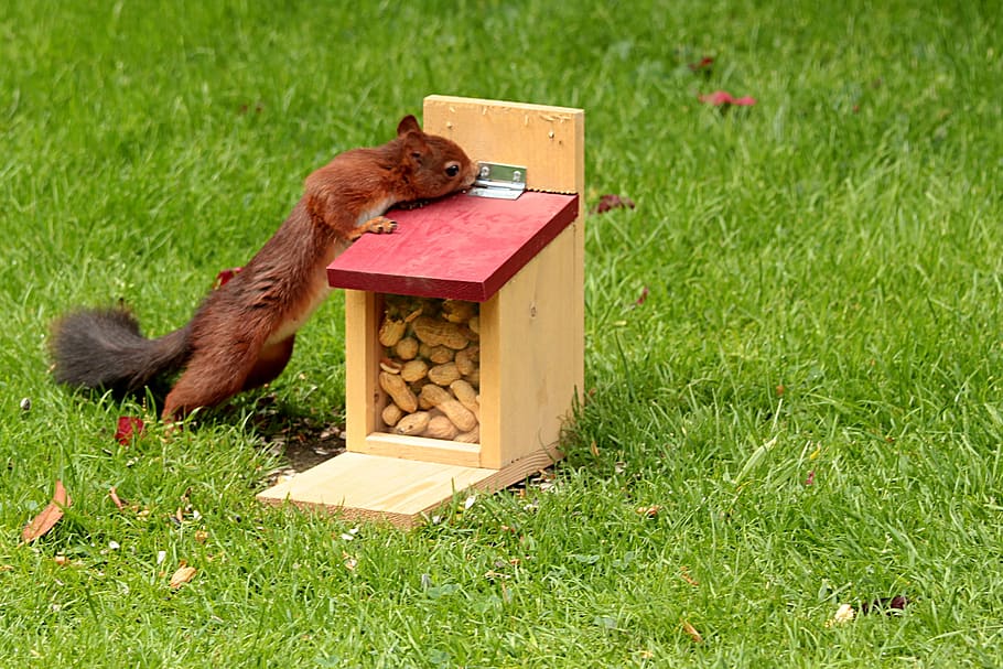 animal, esquirol, sciurus, alimentació, caixa d'alimentació, cacauets, herba, temes d'animals, planta, mamífer, camp, naturalesa, un animal, cap gent, color verd, terra, vertebrats, fauna animal, dia, animals a la natura, Caixa, a l'aire lliure, rosegador, caixa-contenidor, material de fusta, 1080P
