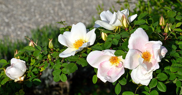 roz, tufă de trandafiri, floare, planta cu flori, plantă, prospeţime, frumusețe în natură, fragilitate, petală, vulnerabilitate, culoare alba, creştere, inflorescenţă, a închide, cap de floare, natură, nici o persoana, frunze, să se concentreze asupra primelor elemente, parte a plantelor, primăvară, zi, în aer liber, polen, moliciune, 5K, CC0, domeniu public, fără drepturi de autor