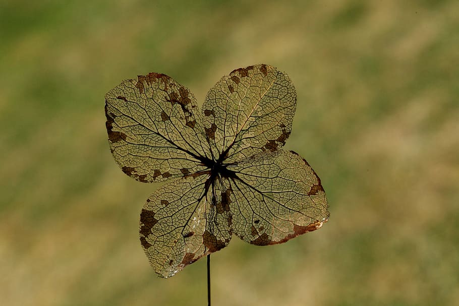 foglia, costolette, natura, pianta, avvicinamento, concentrarsi sulle conoscenze acquisite, bellezza nella natura, fiore, pianta fiorita, vulnerabilità, fragilità, giorno, crescita, nessuno, insetto, invertebrato, freschezza, all'aperto, ala animale, testa di fiore, animali allo stato selvatico, fauna selvatica, farfalla - insetto, pianta appassita, impollinazione, 5K