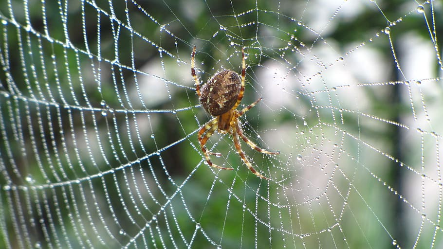 spin, sieć, las, Natura, pluskwa, pajęcza sieć, tematy zwierzęce, kruchość, zwierzę, bezkręgowy, pająk, zbliżenie, zwierzęta na wolności, pajęczak, zwierzęca przyroda, wrażliwość, jedno zwierzę, skupić się na pierwszym planie, stawonogi, żadnych ludzi, owad, dzień, przeżycie, piękno natury, złożoność, na dworze, noga zwierzęcia, rosa, 4K