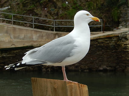 seagull, looe, cornwall, bird, vertebrate, animal, perching, animal wildlife, animal themes, animals in the wild, one animal, focus on foreground, wood - material, day, no people, water, close-up, nature, railing, white color, full length, wooden post, leg, 4K, CC0, public domain, royalty free