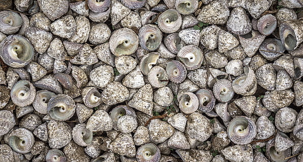 cloïssa, mar, shell, pela, patró, fons, blanc, marc complet, gran grup d'objectes, cap gent, abundància, animal, primer pla, vista d’angle alt, fauna animal, dia, naturalesa, temes d'animals, directament a sobre, menjar i beguda, menjar, frescor, natura morta, a l'aire lliure, vegetals, 4K, CC0, domini públic, lliure de regalies
