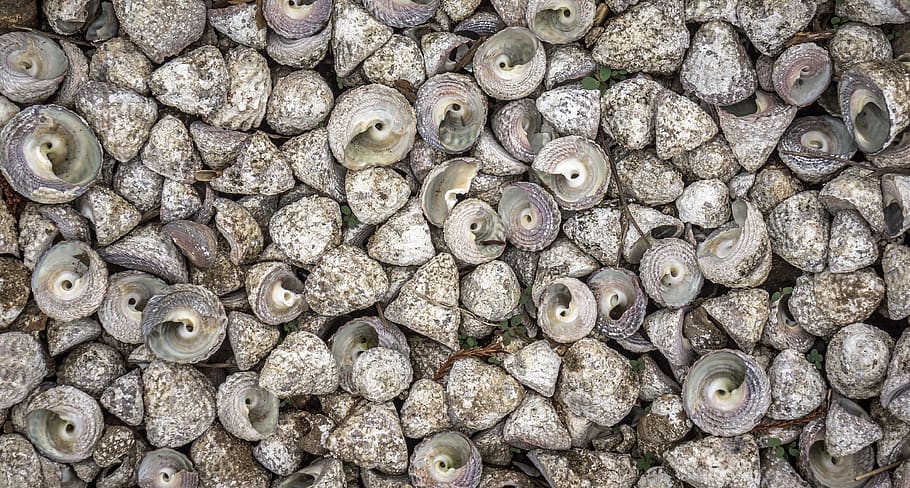 cloïssa, mar, shell, pela, patró, fons, blanc, marc complet, gran grup d'objectes, cap gent, abundància, animal, primer pla, vista d’angle alt, fauna animal, dia, naturalesa, temes d'animals, directament a sobre, menjar i beguda, menjar, frescor, natura morta, a l'aire lliure, vegetals, 4K