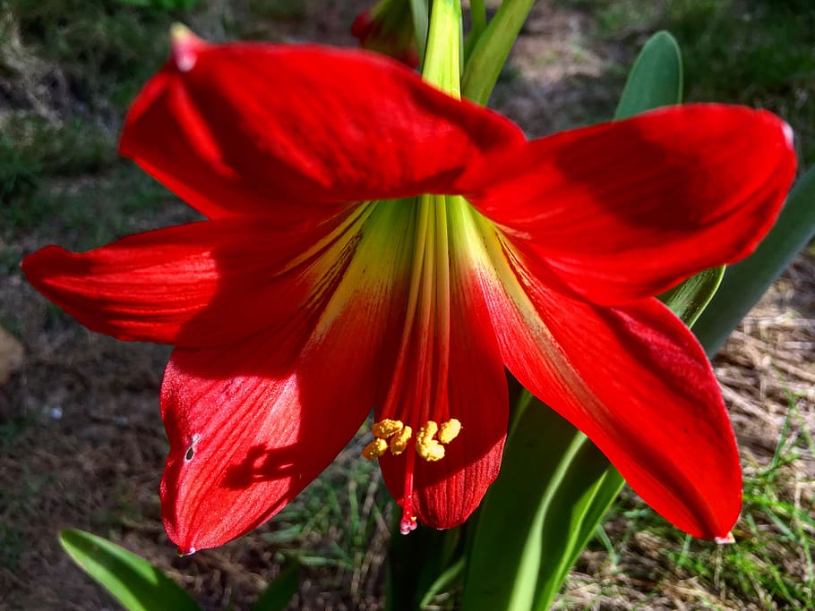 per, iphone, 6s, més, planta amb flors, flor, pètal, planta, vermell, frescor, bellesa a la natura, fragilitat, inflorescència, cap de flor, vulnerabilitat, primer pla, creixement, pol·len, naturalesa, centrar-se en primer pla, cap gent, dia, estambres, 4K