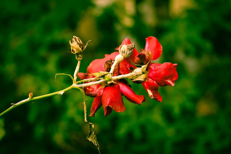 Rose, rød, visne, makro, plante, vækst, skønhed i naturen, blomst, fokus på forgrunden, blomstrende plante, tæt på, friskhed, skrøbelighed, sårbarhed, ingen mennesker, natur, dag, frugt, grøn farve, knop, plantestamme, udendørs, nyt liv, blomsterhoved, bægerblad, 5K