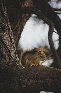 braun, Eichhörnchen, Baum, Säugetier, Nagetier, Tier, Vogel, Katze, Haustier, Essen, Lebensmittel, Etikette, Text, Wiesel, Tierwelt, Chinchilla, Keks, Plätzchen, Injektion, draußen, Winter, Schnee, Tierthemen, ein Tier, Tiere in freier Wildbahn, Wirbeltier, Ast, Natur, Baumstamm, Kofferraum, keine Leute, Fokus auf den Vordergrund, Pflanze, Tag, Wegschauen, Whisker, 5K, CC0, gemeinfrei, lizenzfrei