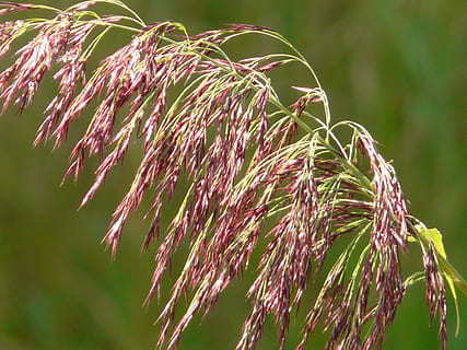 græs, reed, plante, vækst, skønhed i naturen, natur, fokus på forgrunden, dag, ingen mennesker, tæt på, sollys, udendørs, grøn farve, ro, lyserød farve, selektiv fokusering, Mark, skrøbelighed, jord, sårbarhed, friskhed, lav vinkel visning, stilk, 2K, CC0, offentligt domæne, royaltyfrie